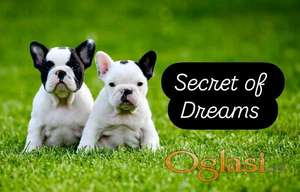 Francuski buldog, štenci vrhunskog porekla